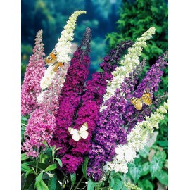 SeedsUP - 1000+ Seeds Butterfly Bush Giant (Buddleja davidii) - Flower Mix