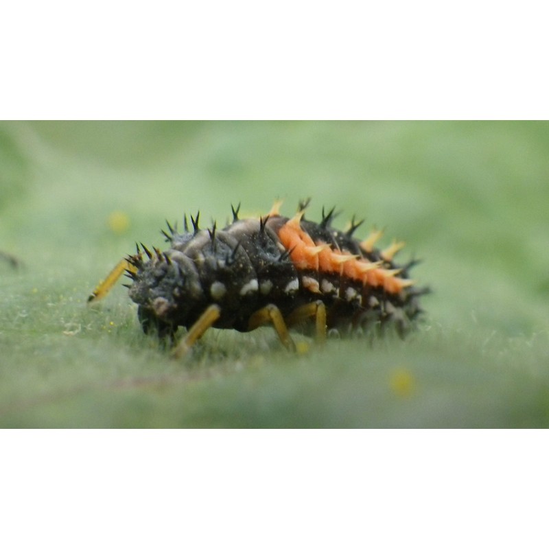 Insect Frass : Organic Fertilizer: 10 Pounds