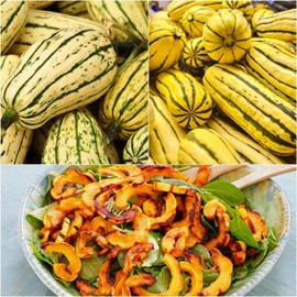 50+ Delicata Squash Seeds for Planting - Winter Squash Heirloom, Non-GMO Vegetable Squash Seeds