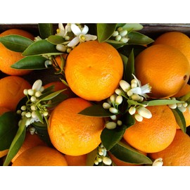 TERRE DE ROSE - Orange Blossom Soap 150g French Craft Products Made in France Natural Cosmetics 100% Vegetable Origin Soft and Natural