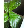 Fiddle Fig Fertilizer - Full Spectrum + Micro Nutrients -