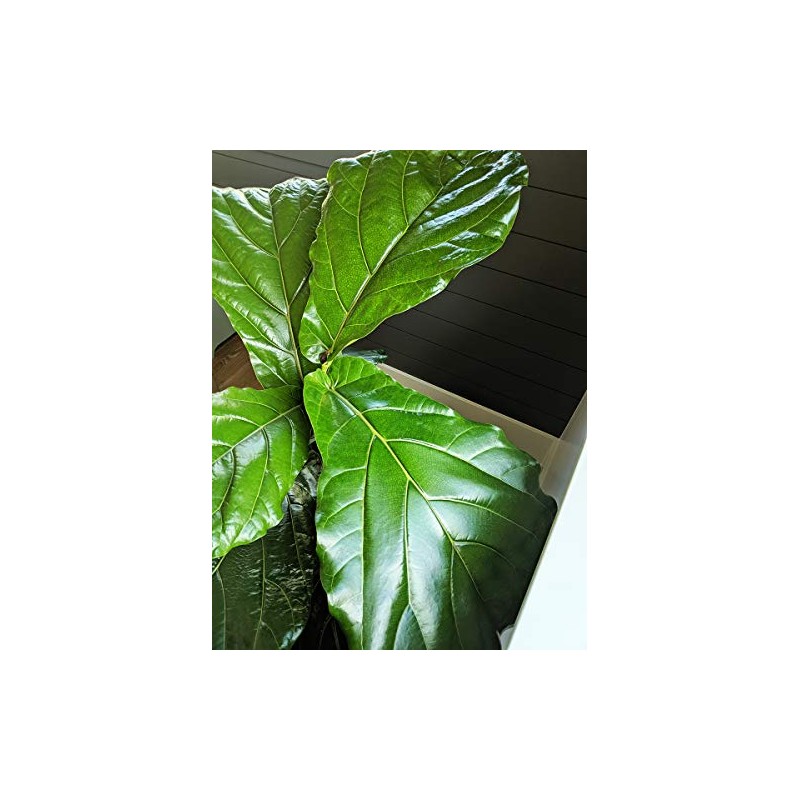 Fiddle Fig Fertilizer - Full Spectrum + Micro Nutrients -