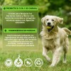 Suplemento Alimenticio Perro Probióticos Enzimas Digestivas