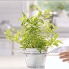 Mrs. Meyer's Tub and Tile Cleaner, Lemon Verbena - (Case