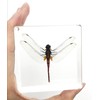 Dragonfly Paperweights Specimen for Science Education Paperweight for Book for
