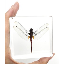 Dragonfly Paperweights Specimen for Science Education Paperweight for Book for Office for Desk