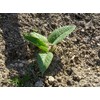 Russian Comfrey - 5 Live Root Cuttings - Bocking 4