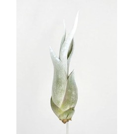 Caput Colored Medusae, Live Air Plant, Healthy Arrival Guaranteed, Great Indoor Airplant, Home Decor & Gift, Tillandsia Caput Medusae (White)