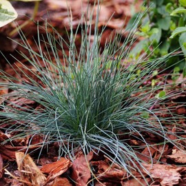 Festuca Grass ~50 Seeds – Festina Blue Fescue – Non-GMO, Pelleted – Perennial Ornamental Grass – Drought Tolerant, Deer Resistant – 14-18" Mounding Grass – Borders, Planters – Zones 4-10