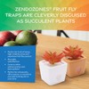 ZendoZones Succulent Fruit Fly Trap – Joyful Janet Design with
