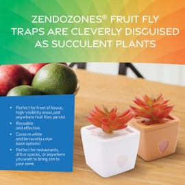 ZendoZones Succulent Fruit Fly Trap – Joyful Janet Design with Terracotta Base – Eco-Friendly Indoor Fruit Fly Control – Easy-to-Use Decorative Trap