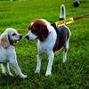 Funny Dog Leash Sleeve In Training Please Ignore Dog Leash