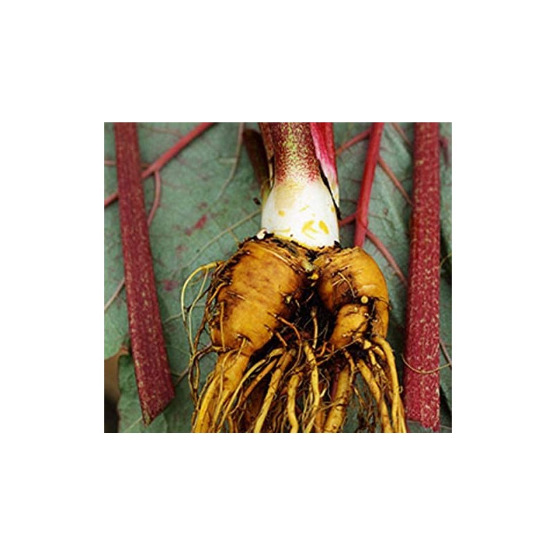 Rhubarb Root - Dried Rheum officinalis Granule from 100% Nature