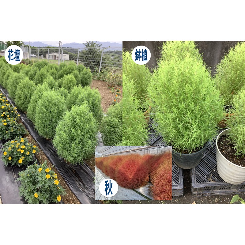 Fukkaen Seedlings, Kochia Selection, "Fluffy" Seeds, 0.4 fl oz (10