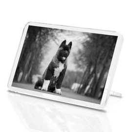 1 x Fridge Magnet - Large American Akita Puppy Dog #36628