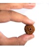 Wonder Care - Original Nepali Ten Faced Rudraksha 10 Mukhi