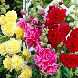 Seeds Multicolor Double Hollyhock Seed Mix Multicolor 30+ Seeds Stock Rose in Assorted Colors Climbing Roses Perennial Flower Tall Flower Mix for Garden