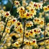 10+ Seeds Perennial Chimonanthus Praecox Odorant Shrub Seeds for Planting