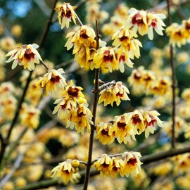 10+ Seeds Perennial Chimonanthus Praecox Odorant Shrub Seeds for Planting Outdoors Non-GMO Heirloom