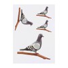 4 x 'Pigeon on a Branch' Temporary Tattoos - Water
