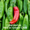 Hatch Chile Seeds from Chile Revival - Qty 20 (Hot