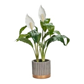 D&W Silks Peace Lily in Striped Pot