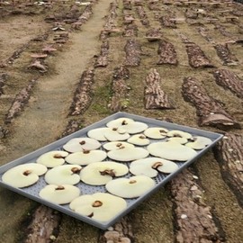 형지표고버섯 국내산 영지버섯 절편 슬라이스 500g Hyungji Reishi Mushroom Domestic Premium Sliced 500g