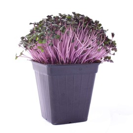 Red Cabbage Microgreens Seeds - 1 Lb ~108,800 Seeds - High Germination, Premium Non-GMO Seeds for Growing Red Cabbage Micro Greens