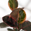 Ficus Elastica Ruby Live Plant, Variegated Rubber Tree in 6