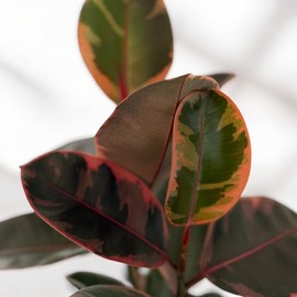 Ficus Elastica Ruby Live Plant, Variegated Rubber Tree in 6 Inch Pot