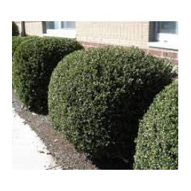 Compacta Japanese Holly - Live Plant - 3 Gallon Pot