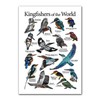 Cipszoely World Kingfisher A3 Identification Reference Educational Wall Poster, Perfect