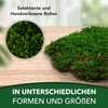sphagnum-shop.com Plate Moss Preserved for Moss Pictures Decorative Moss Premium