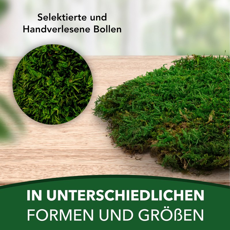 sphagnum-shop.com Plate Moss Preserved for Moss Pictures Decorative Moss Premium