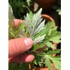 TomorrowSeeds - Common Mugwort Seeds - 15000+ Count - for