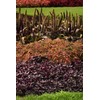 Park Seed Grow Your Own Coleus Seed Plant, Coral Candy