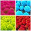3000+ Seed Kochia Trichophylla Burning Bush Foliage Seed for Planting