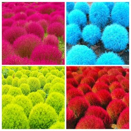 3000+ Seed Kochia Trichophylla Burning Bush Foliage Seed for Planting Outdoors Garden Perennial Non-GMO Heirloom