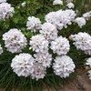 Outsidepride Armeria Alba Ground Cover Seed - 400 Seeds