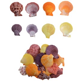CROSSBODY 50+ Pcs Colorful Small Scallop Shell for DIY Crafts Decor Small Seashells for Home Decorations, Beach Themed Party, Fishtank, Vase Fillers