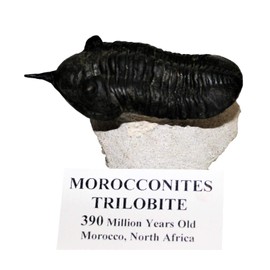 Morocconites Trilobite Fossil Morocco 390 Million Years Old #14916 13o