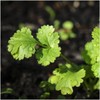 Seed Needs, Cilantro Culinary Herb Seeds for Planting (Coriandrum sativum)