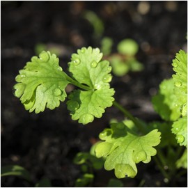 Seed Needs, Cilantro Culinary Herb Seeds for Planting (Coriandrum sativum) Single Package of 250 Seeds Non-GMO / Untreated