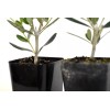 Unbranded 1 Olive Tree Live Plants of Peace Olea Europaea