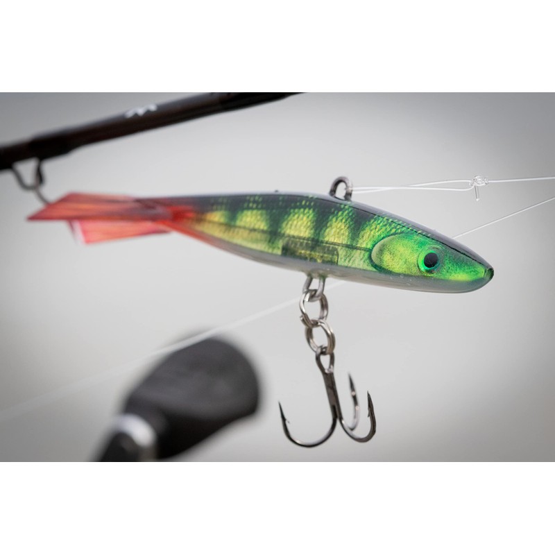 Jigging Shadow Rap 09 Live Perch