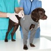 Kuoser Recovery Sleeve for Dogs Front Leg Protection After Surgery,