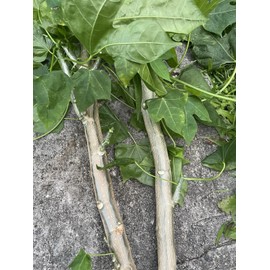 Manoa Chaya Stalk Cuttings Organic Hawaii Grown 15 Count 8-10 inch, Maya Spinach Tree