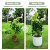 Goooxim Large Obelisk Trellis Peony Cage 24.6x17 Inches - Premium
