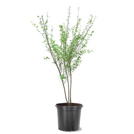 American Plant Exchange Dura Heat River Birch Tree, Multi Truck, 5 Gallon Pot, 3-4ft. Tall, Large Outdoor Landscape Garden Plant, Cold Hardy, Fast Growing