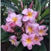 Hawaiian Rare Plumeria Frangipani Plant Planta Cuttings Red, White, Yellow,